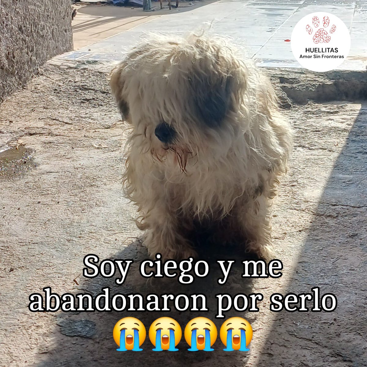 Cieguito así andaba en la calle....

Chicos este pequeño nos lo reportaron el día de ayer.

Nos dicen que es cieguito y la persona que lo encontró no puede tenerlo.

Ayer encontramos pensión para el mientras llegaba con nosotros.

Y estamos dispuestos a ayudar a este bb.... pero