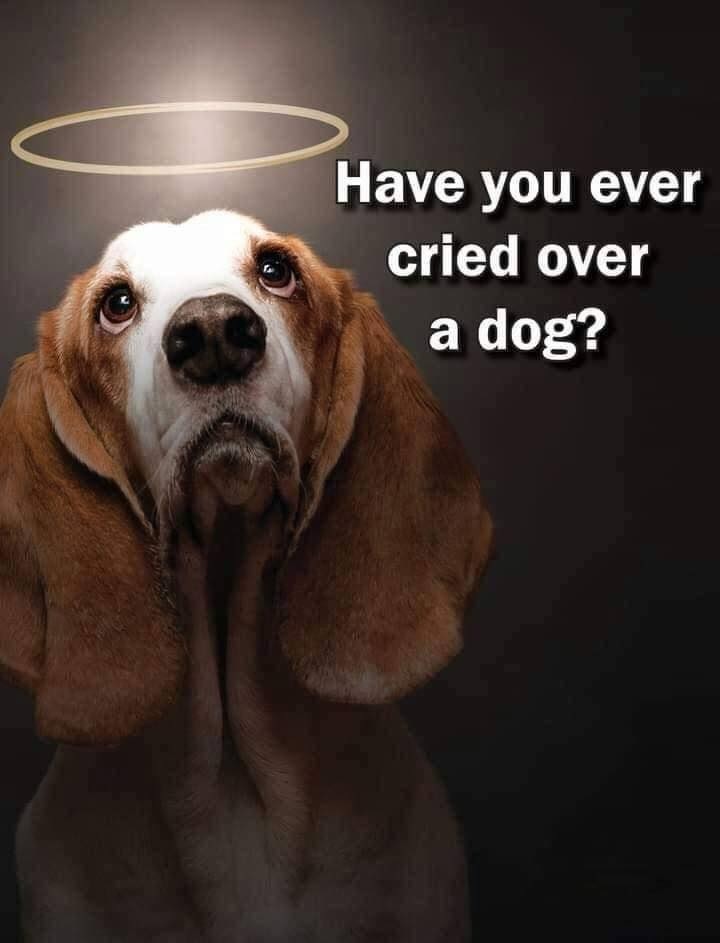Have you ever cried over a dog?