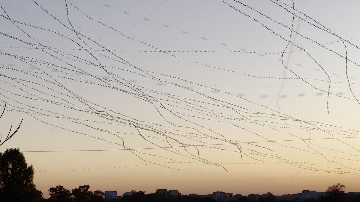 rbpless's tweet image. Birds (and bugs) flying over DC last night
