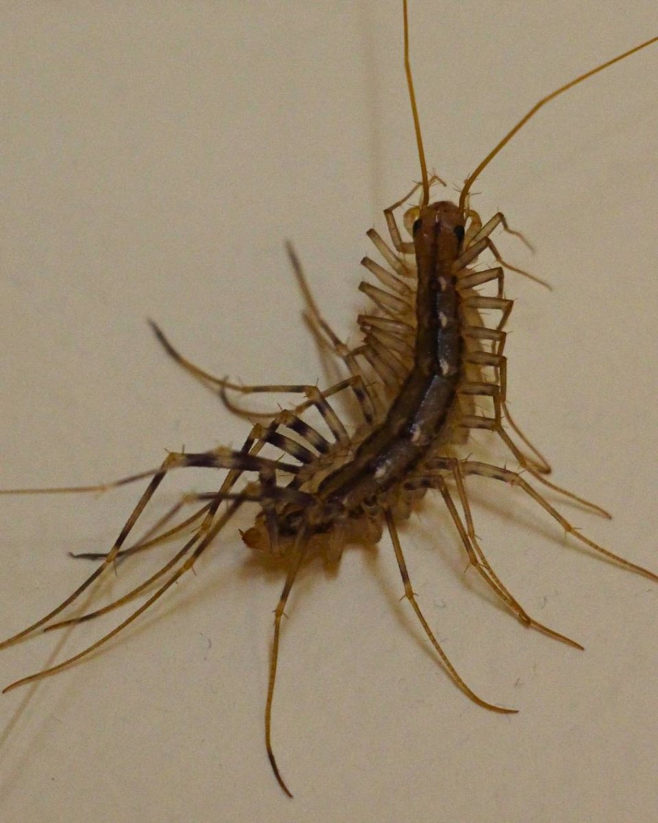 ONDADARWIN's tweet photo. Los escutigeromorfos (Scutigeromorpha) son un orden de miriápodos con patas y antenas muy largas y delgadas. Éste medía unos 7 cm y me lo encontré en el hall de un hotel. Lo sé, raro. #cienpies #centipede #closeup #macro #insect #insects #macrophotography #animal #animals https://t.co/Aof5r4DI4G