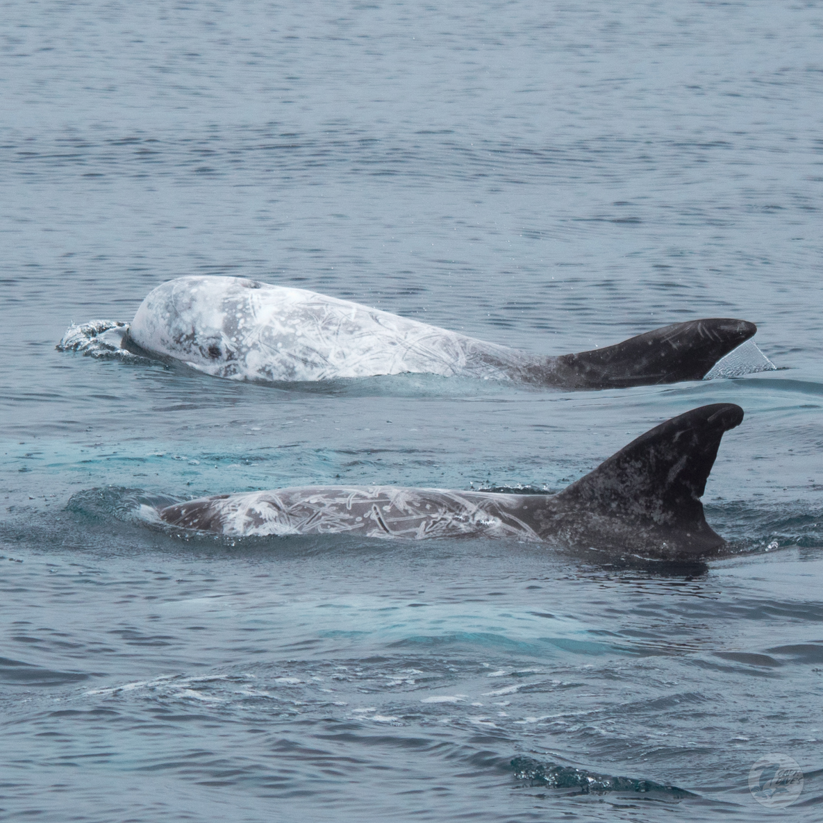 DolphinSafari's tweet photo. Over the last week, some awesome dolphin friends visited—adorable Risso’s dolphins! Have you gotten to experience a moment with these cool-looking cetaceans yet?
(📸: Lauren Reid 10.25.24) #rissosdolphins #wildandfree #whalewatching #ecotourism #danapoint #captdaves https://t.co/0OEWPuvYcc