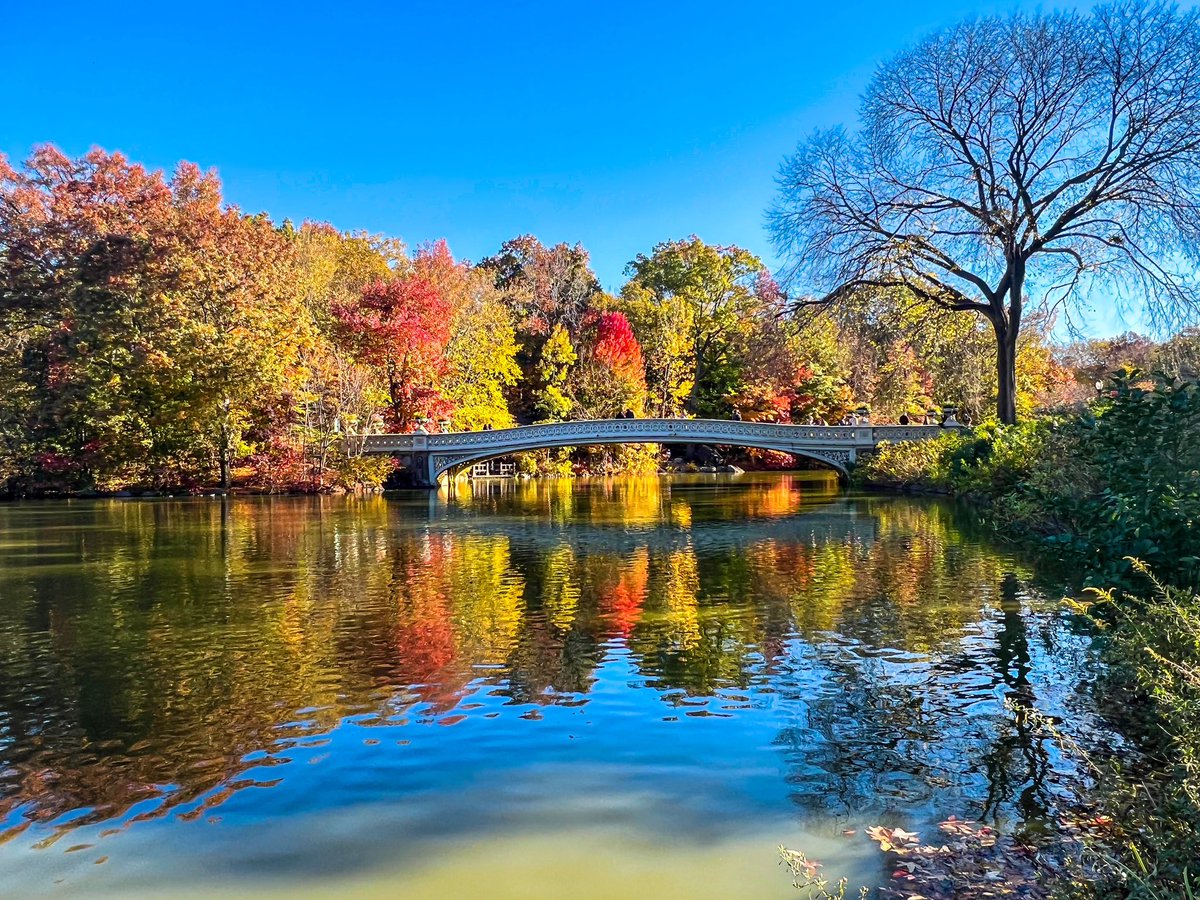 gigi_nyc's tweet photo. Autumn #fallfoliage @CentralParkNYC #NYC featuring The Pond, The Mall, The Lake and The Pool. πππ
#FallforNYC #NYLovesFall https://t.co/xJt3F0eWv1