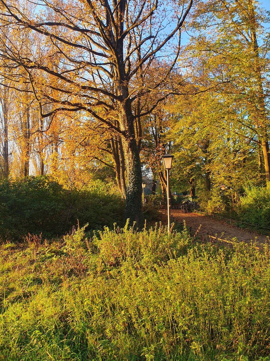 MartaTopor's tweet image. Attending #MetaRep2024 in Munich.
Great organisation, wonderful location, an anbsolutely beautiful fall season.
Went for a run this afternoon and I can't get enough!
(Yes, I saw a person surfing on the river 🙉)