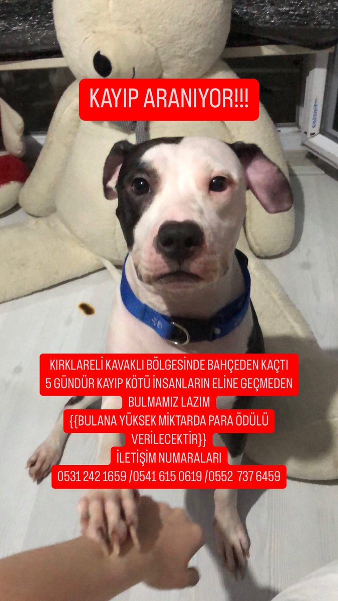 ceeeryyyyy's tweet photo. BULANA YÜKSEK MİKTARDA PARA ÖDÜLÜ VERİLECEKTİR!!!!!
KAYIP KÖPEK İLANI
KIRKLARELİ KAVAKLI BÖLGESİNDE BAHÇEDEN KAÇTI 
5 GÜNDÜR KAYIP KÖTÜ İNSANLARIN ELİNE GEÇMEMESİ İÇİN LÜTFEN GÖREN DUYAN BİLEN KİŞİLER FOTOĞRAFTAKİ NUMARALARI ARASIN https://t.co/tSGPNAAT8B