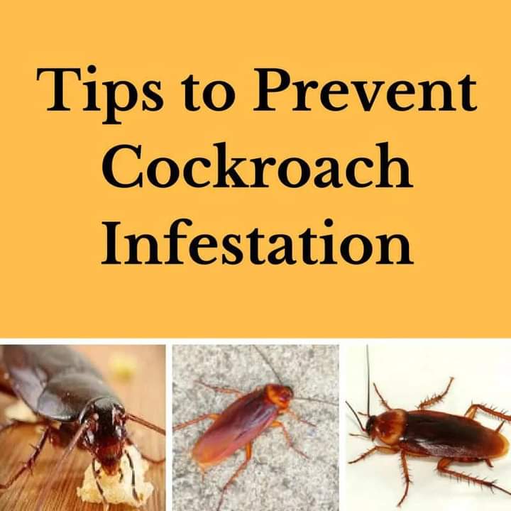 MobileMotorz's tweet photo. COCKROACHES are the most common type of pests in homes.  They multiply in high temperatures.
Pest Management Proffessionals has a COCKROACH CONTROL COMBO which is tried and tested. 
Get this complete solution and treat your homes.
CONTACT US ON - 071 788 0561 https://t.co/wmrvqFtwRZ