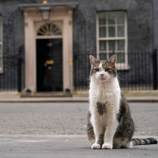 ElizabethRadcl5's tweet photo. Larry the Cat stands Proud and Magnanimous outside 10 Downing Street - he is our national treasure  #number10cat #kittytwitter #CatsOnX  🐱🐱🐱🐱🐱🐾🐾🐾🐾🐾🐾 https://t.co/BLEcHumPTV