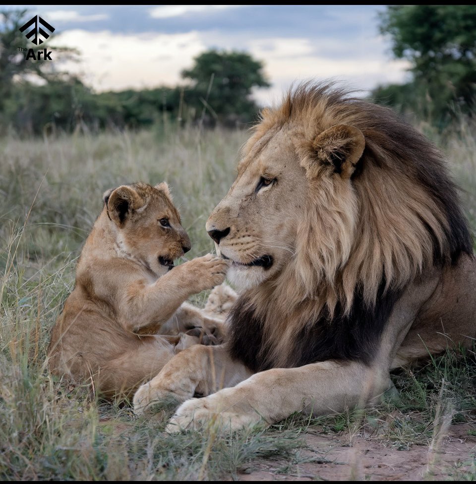 kap98k's tweet photo. 🦒 Creativity for conservation. The Ark NFT allows creators to mint NFTs that support wildlife protection projects globally. Use your art and photography to help endangered species and preserve their habitats. #CreativityForConservation #SaveEndangeredSpecies #ArtForNature #NFTsForGood
#TheArkNFT