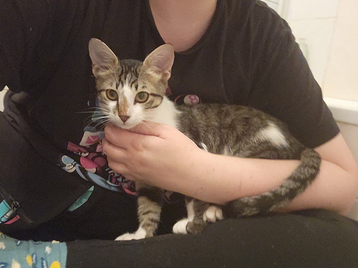 jester dicey in real life tweet media