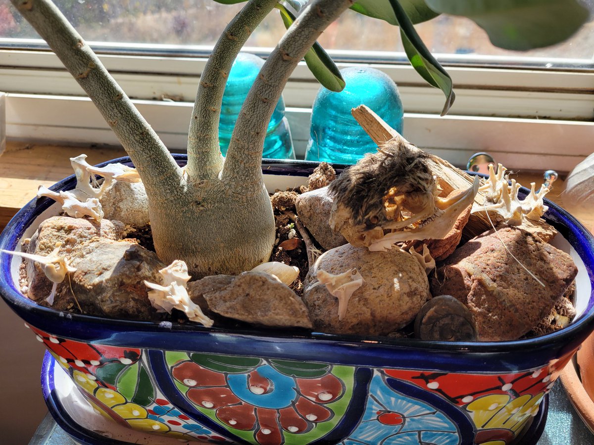 Visual Disturbance, MS tweet media