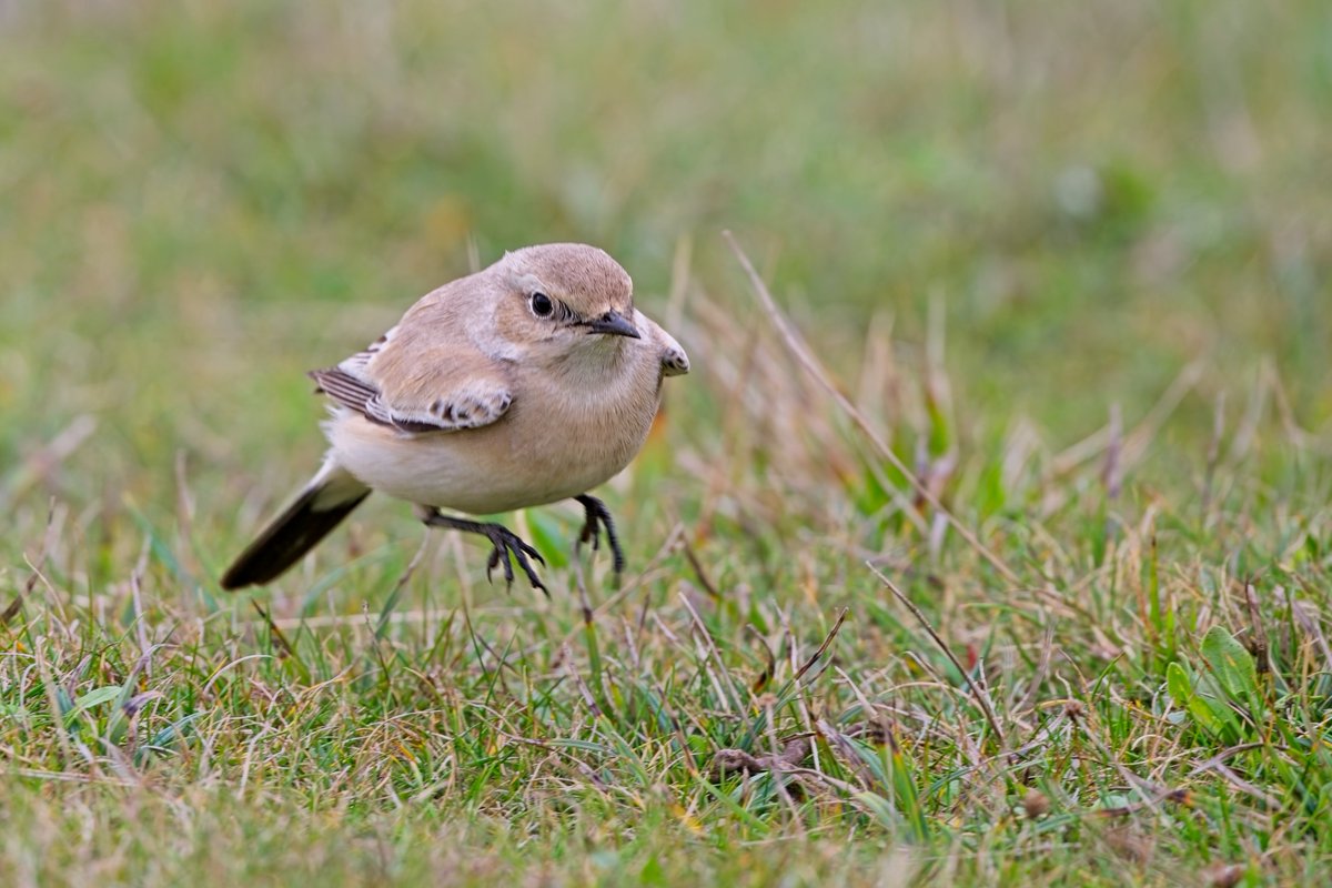 Belle Tout Desert Wheatear with <a href="/JamesReader69/">James Reader🏴󠁧󠁢󠁥󠁮󠁧󠁿🐝🎸</a> lunchtime today 
<a href="/SussexBirding/">Sussex Birding</a>