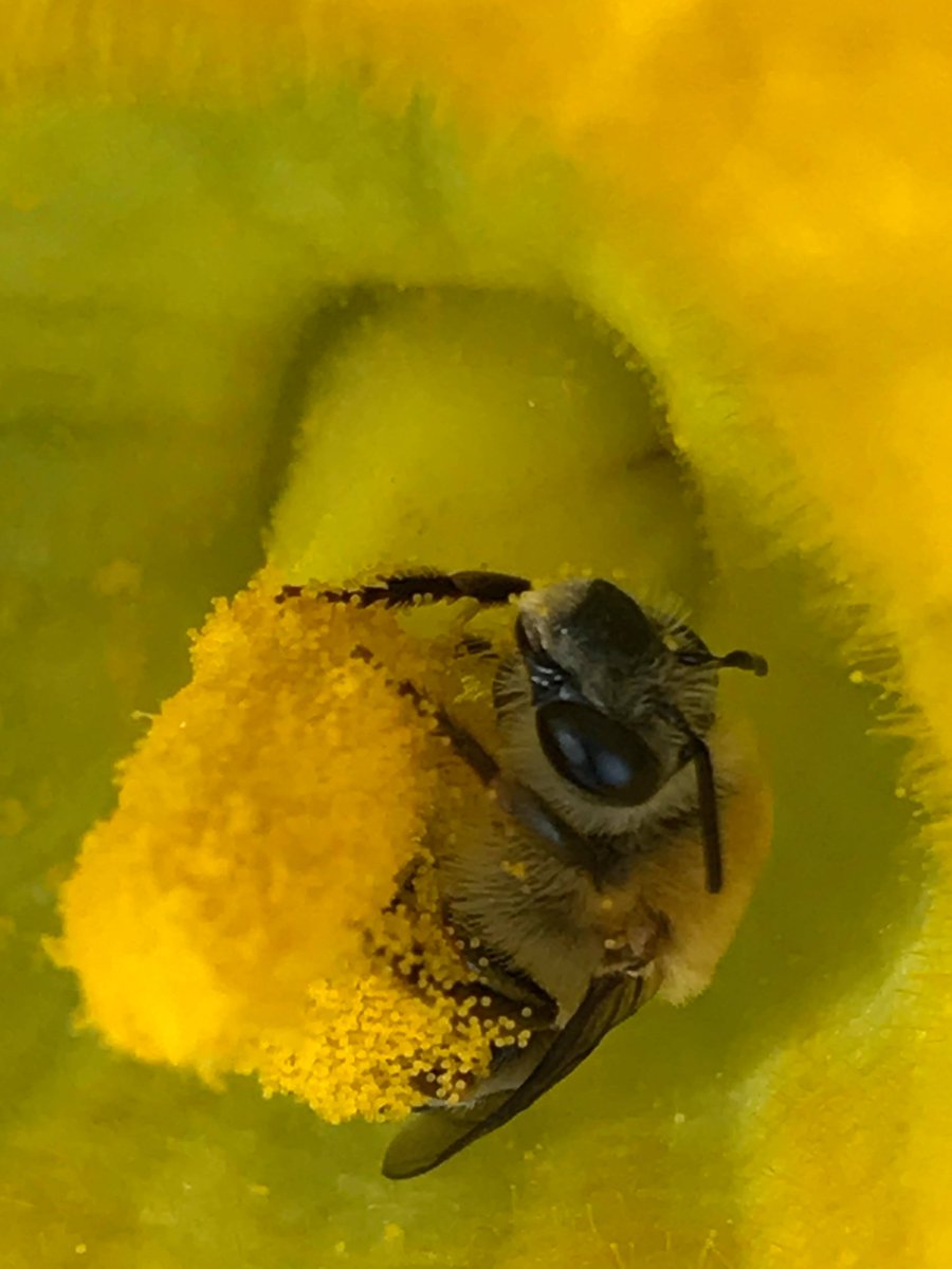 L’automne est arrivé, les feuilles sont colorées et les citrouilles pollinisées par les #abeilles de la courge sont maintenant bien mûres dans les champs. En cette période de récolte, rappelons-nous de remercier les 🐝 pour leur importante contribution! 🎃🍂🍎