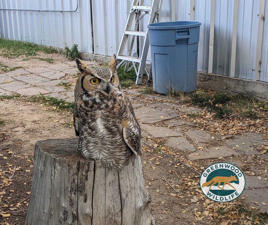Greenwood_CO's tweet photo. A #GreatHornedOwl that frequently hunts near #GreenwoodWildlife’s property was found with a drooping wing. Staff safely captured the bird and transported to our friends #BirdsofPreyFoundation in Broomfield. We wish a speedy recovery and hope it can return to the wild soon. https://t.co/QzUcHNqYoB