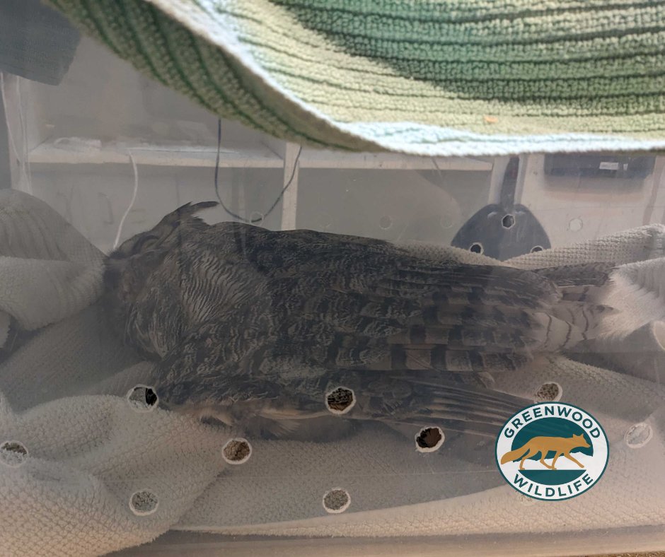 Greenwood_CO's tweet photo. A #GreatHornedOwl that frequently hunts near #GreenwoodWildlife’s property was found with a drooping wing. Staff safely captured the bird and transported to our friends #BirdsofPreyFoundation in Broomfield. We wish a speedy recovery and hope it can return to the wild soon. https://t.co/QzUcHNqYoB