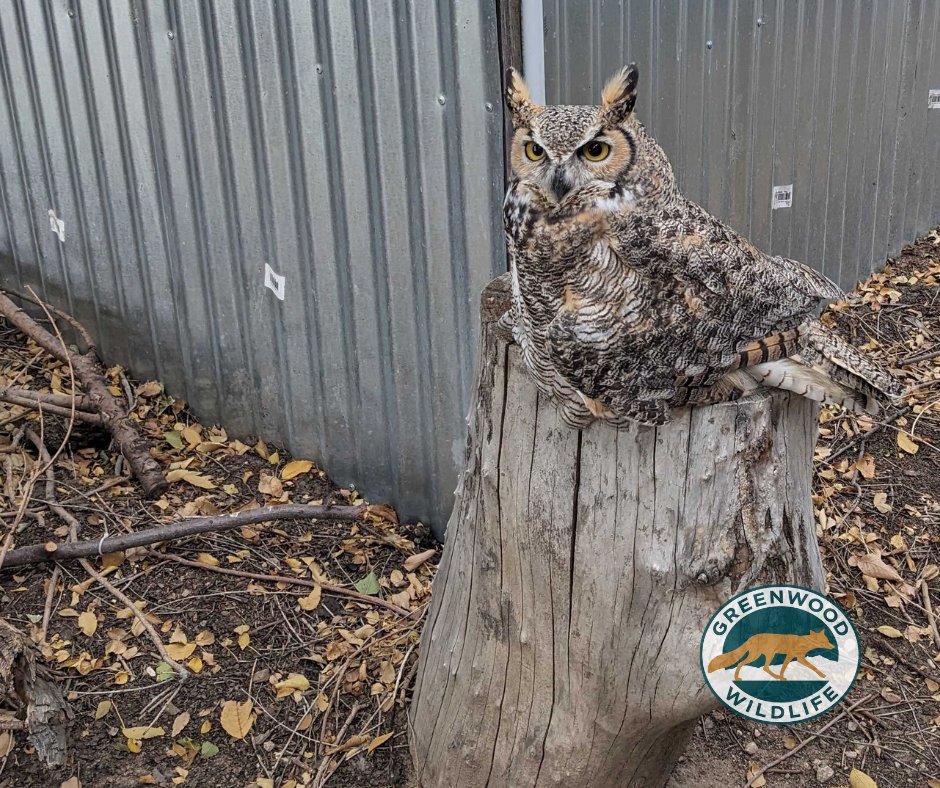 Greenwood_CO's tweet photo. A #GreatHornedOwl that frequently hunts near #GreenwoodWildlife’s property was found with a drooping wing. Staff safely captured the bird and transported to our friends #BirdsofPreyFoundation in Broomfield. We wish a speedy recovery and hope it can return to the wild soon. https://t.co/QzUcHNqYoB