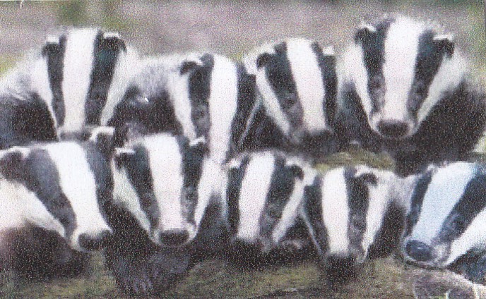 TV &amp; radio telling world that British hedgehog population is in steep decline due to "changes in environment". Biggest current threat to hedgehogs are badgers which enjoy rolling them over, unzipping them with their claws, then chomping up everything that is not skin or prickle.