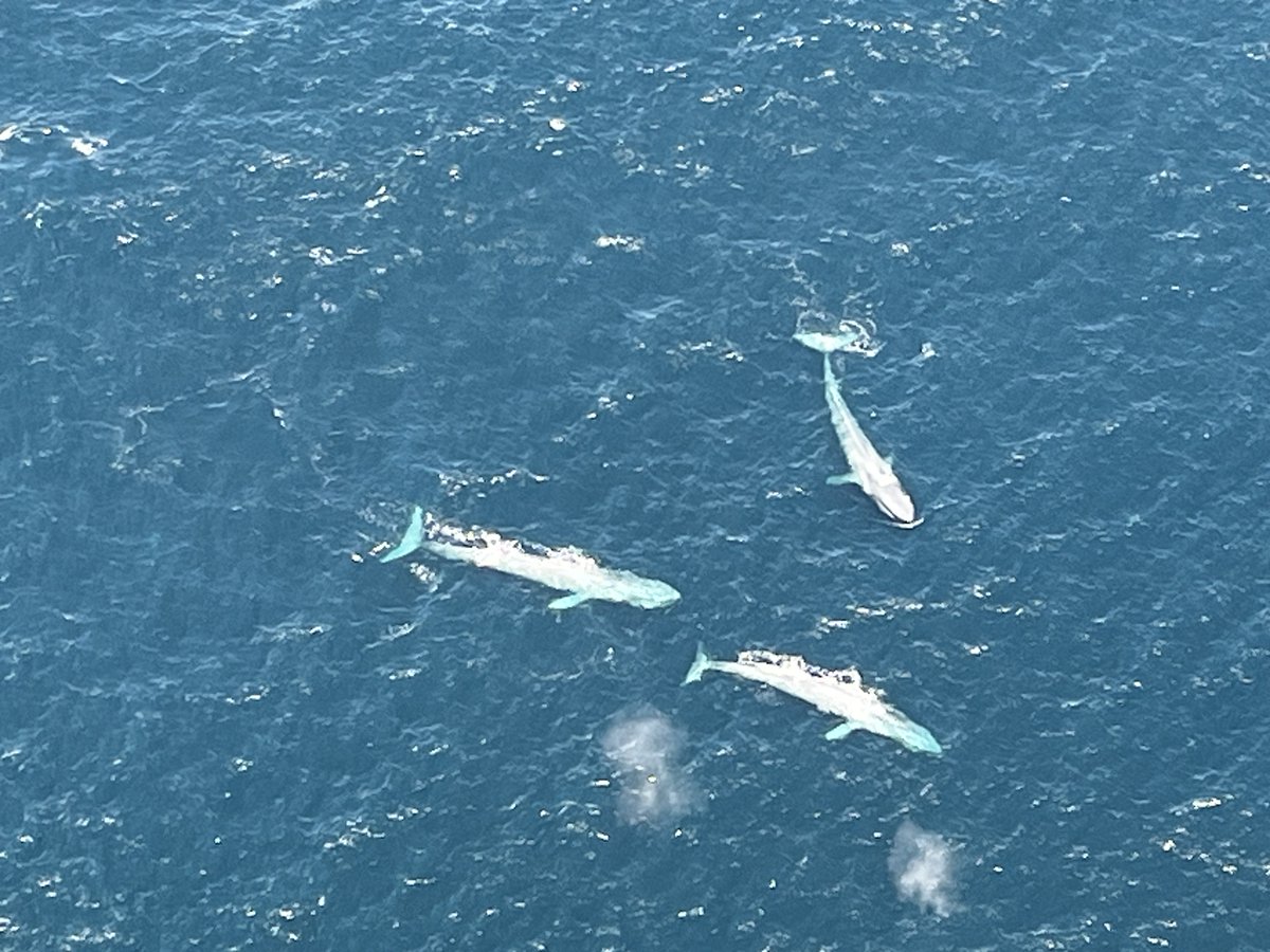 Join us for our next Sanctuary Advisory Council meeting this Friday, November 15 at the Port of Hueneme!

Cant make it in person? Tune in virtually using the links to on this webpage: channelislands.noaa.gov/sac/meeting_an…