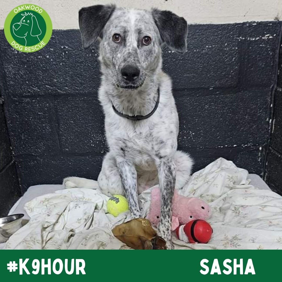 OakwoodRescue's tweet photo. For #k9hour we have Sasha looking her best in the hope to find her forever home💚
https://t.co/jb1otP7f20
#teamzay #AdoptDontShop #RescueDog #dogsoftwittter  #adoptdontshop #rescue #dogsoftwitter #rehomehour https://t.co/vpz5lez1JQ