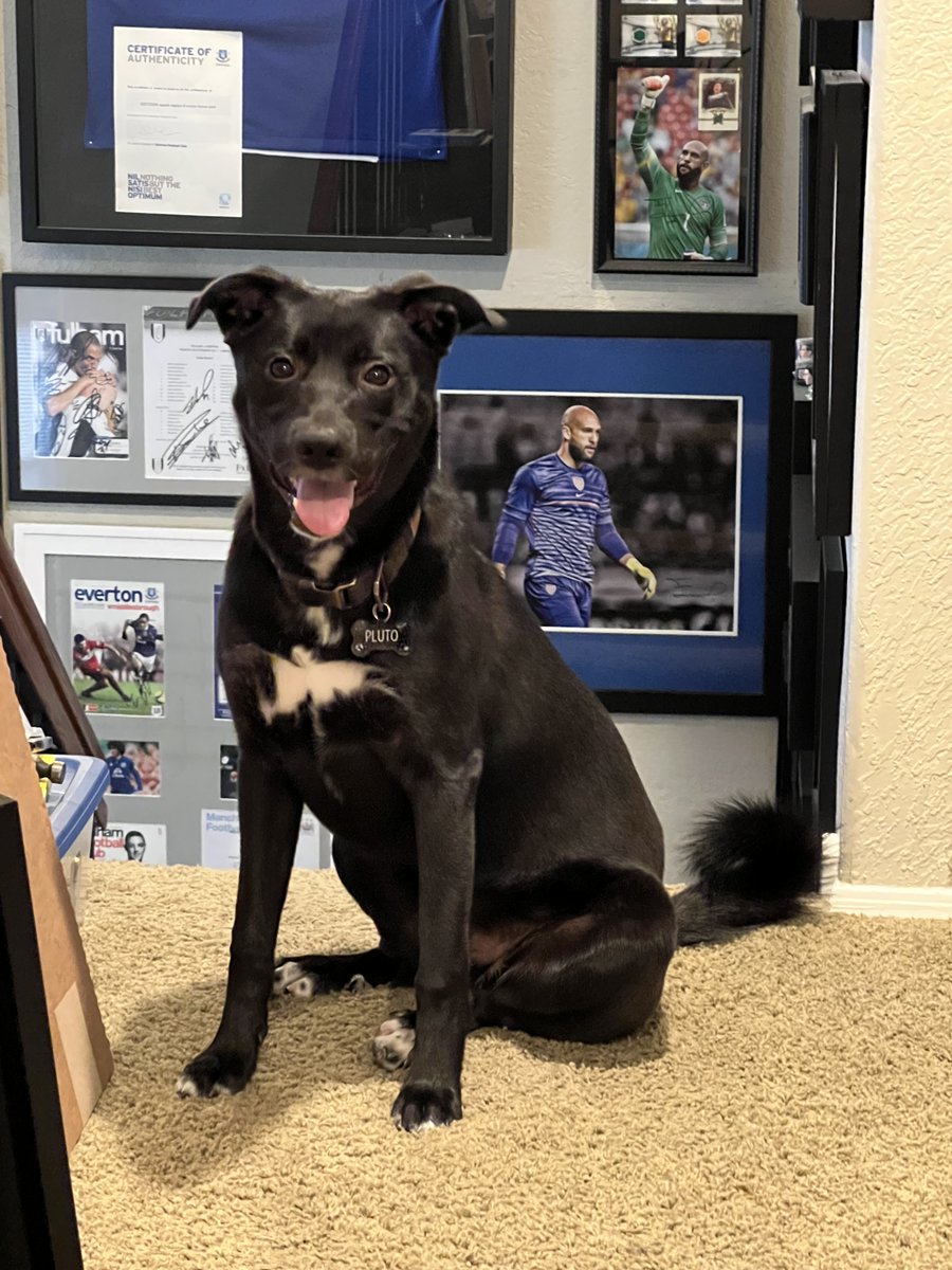 I found this adorable pet on Adopt a Pet and thought you might like them! adoptapet.com/pet/42952017-e…