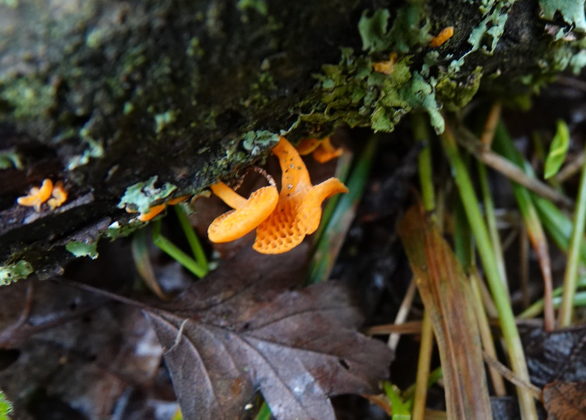 Steven Wright💙 (@stevenw33436788) on Twitter photo <a href="/botany_beck/">Rebecca Wheeler</a> <a href="/Matt_J_ecology/">Matthew jones</a> I went to twitch a #fungus today too. Thanks <a href="/BrianLaney2/">Brian Laney</a> for this one Orange Pore!! <a href="/botany_beck/">Rebecca Wheeler</a> <a href="/Matt_J_ecology/">Matthew jones</a> I went to twitch a #fungus today too. Thanks <a href="/BrianLaney2/">Brian Laney</a> for this one Orange Pore!!