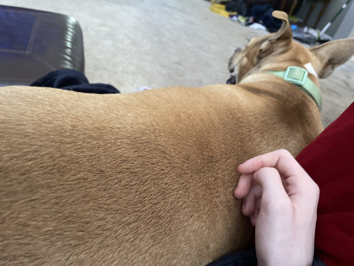 Solar_Femboy's tweet image. Dawg (literally)