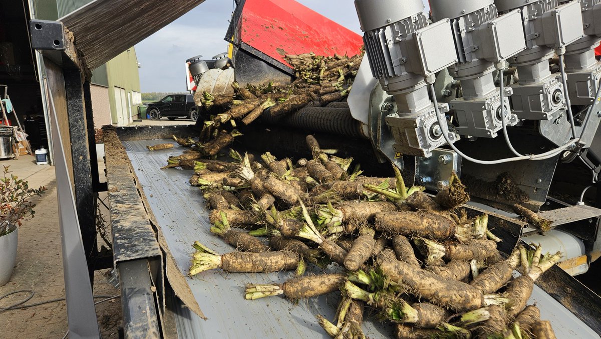 Mooie omstandigheden om de witlof te oogsten vandaag. Ging prima en mooie pennen.