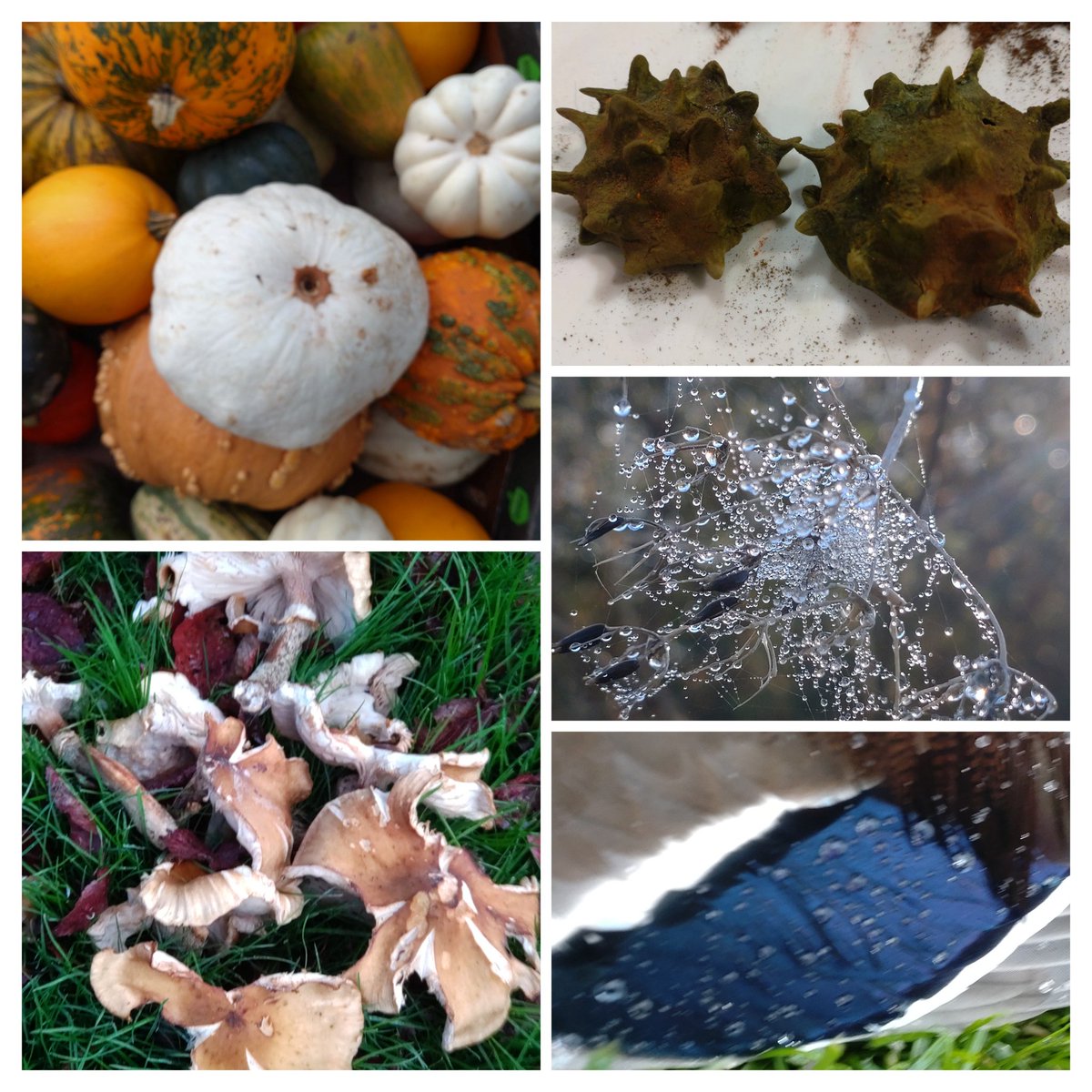 hautecommetrois's tweet image. Pumpkins and pinecones and fungi and feathers and cobwebs and conkers. My #SmallBeauties for this week's #SmallBeautiesHour #BecauseOfClem