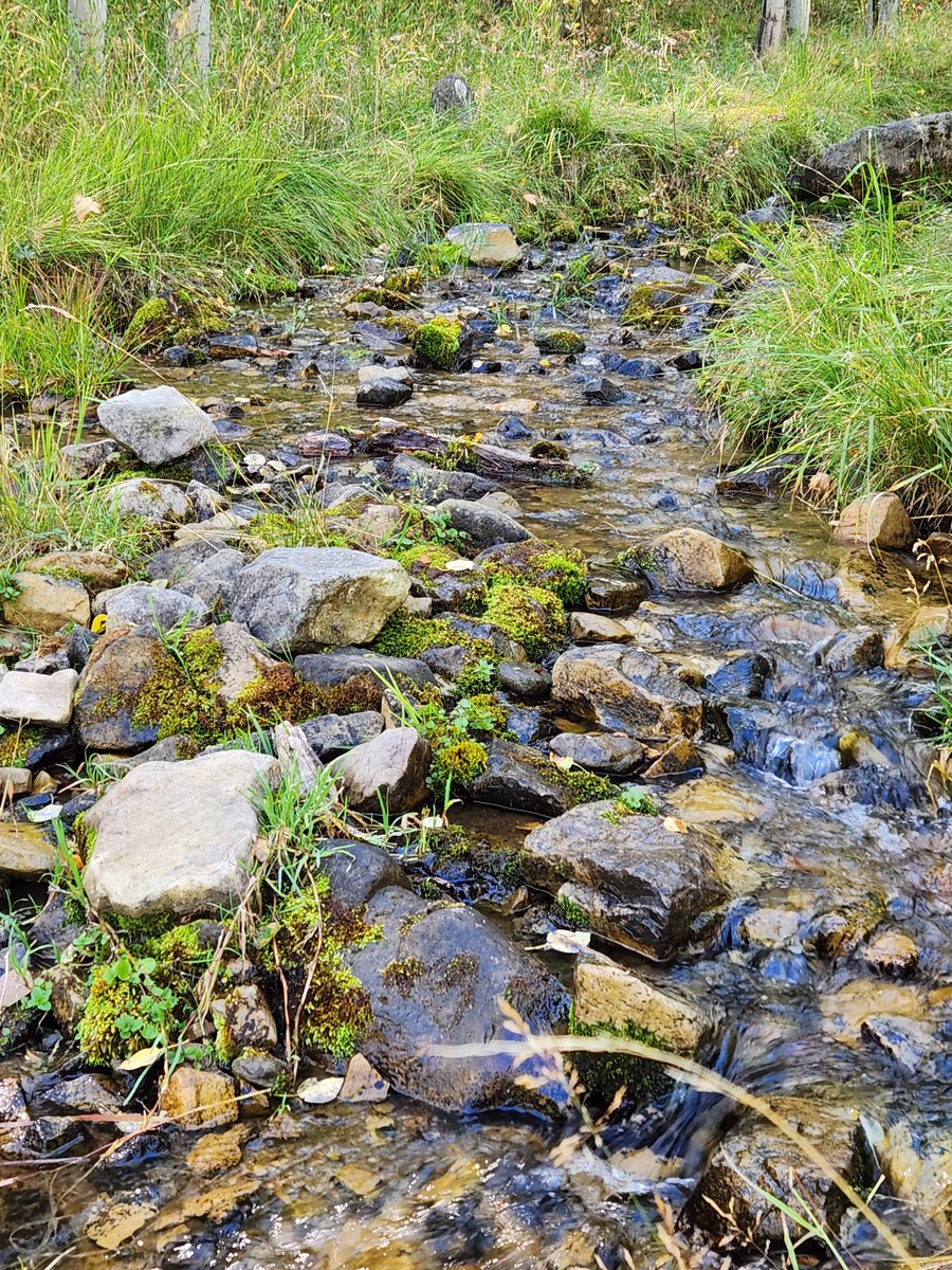 MehHaikus's tweet photo. Big Spring Hollow #19
“Spring Water”

Over mossy rocks,
fills the air with soft burbles,
flows the spring water.

#Haiku #Poetry #3lines #Hiking #BigSpringsHollow https://t.co/NZucIR2udW
