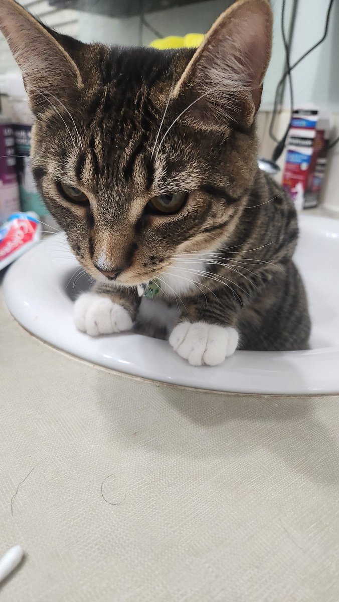 All right I'm cat shaming. I took away this guy's snack time because he's getting fat. So what does he do? He grabs the treat bag drags it over to my sink and rips it open to then use my sink as a makeshift bowl! And then when I tell him hey he eats faster!!!!