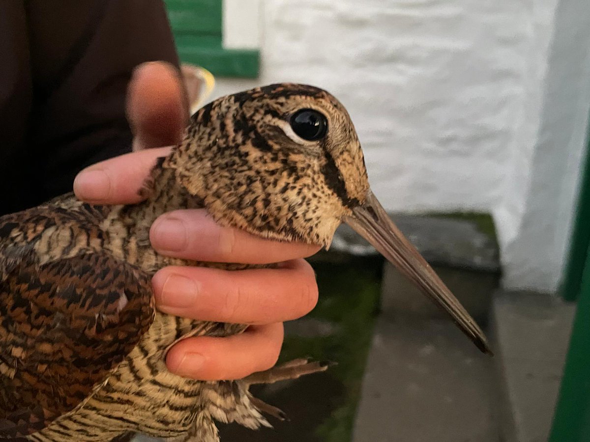 Calf of Man Bird Observatory tweet media
