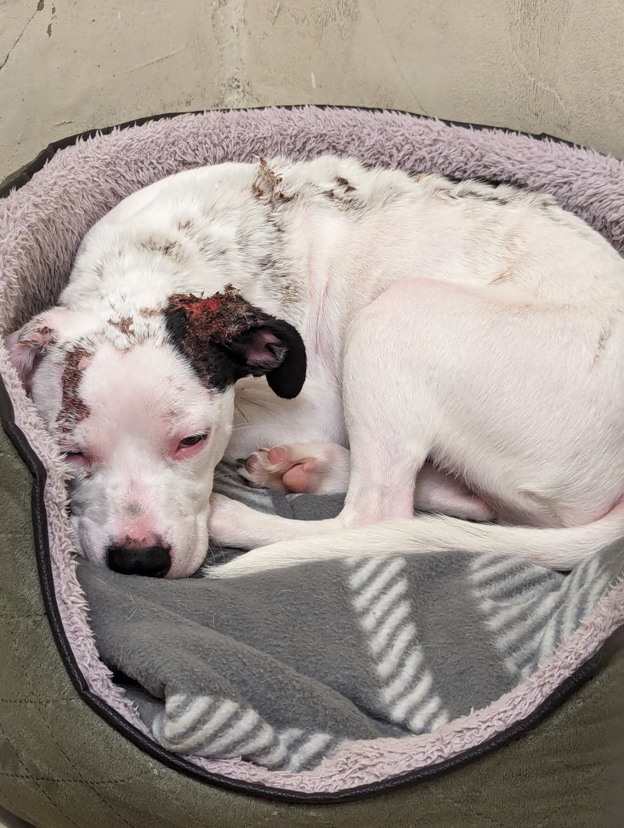 A couple from Norfolk have received a 10 year animal ban after leaving Milo with a fractured leg and untreated injuries thought to have been caused by burns 😢

After four months of rehabilitation at <a href="/RSPCABlockFen/">RSPCA Block Fen</a>, Milo was happily rehomed. Read more: bit.ly/3A3jfUB