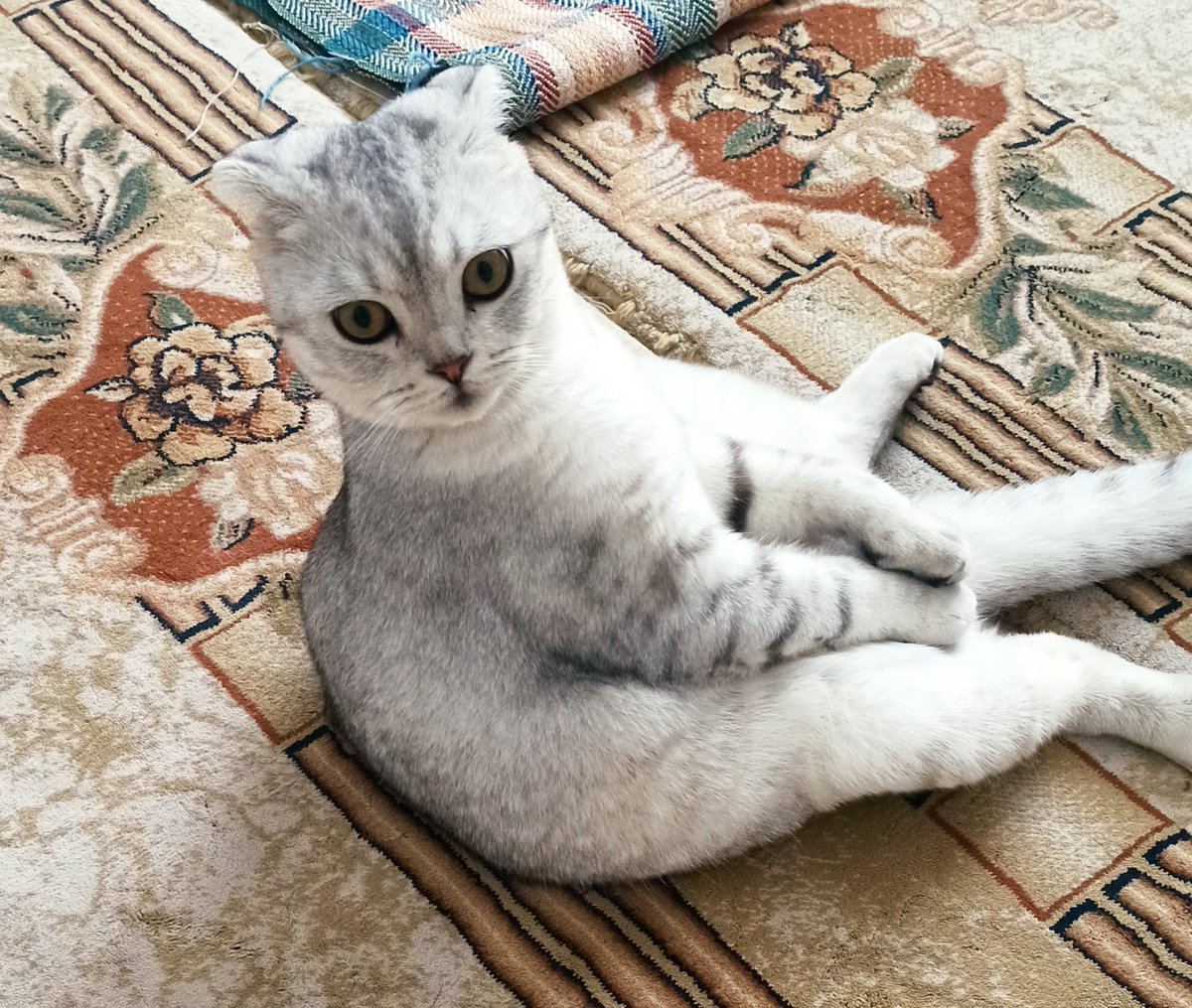 Otururken dikkat et bir yerlerin açılmasın dediler ben de ettim 
Edep sen ne güzel şeysin 😅