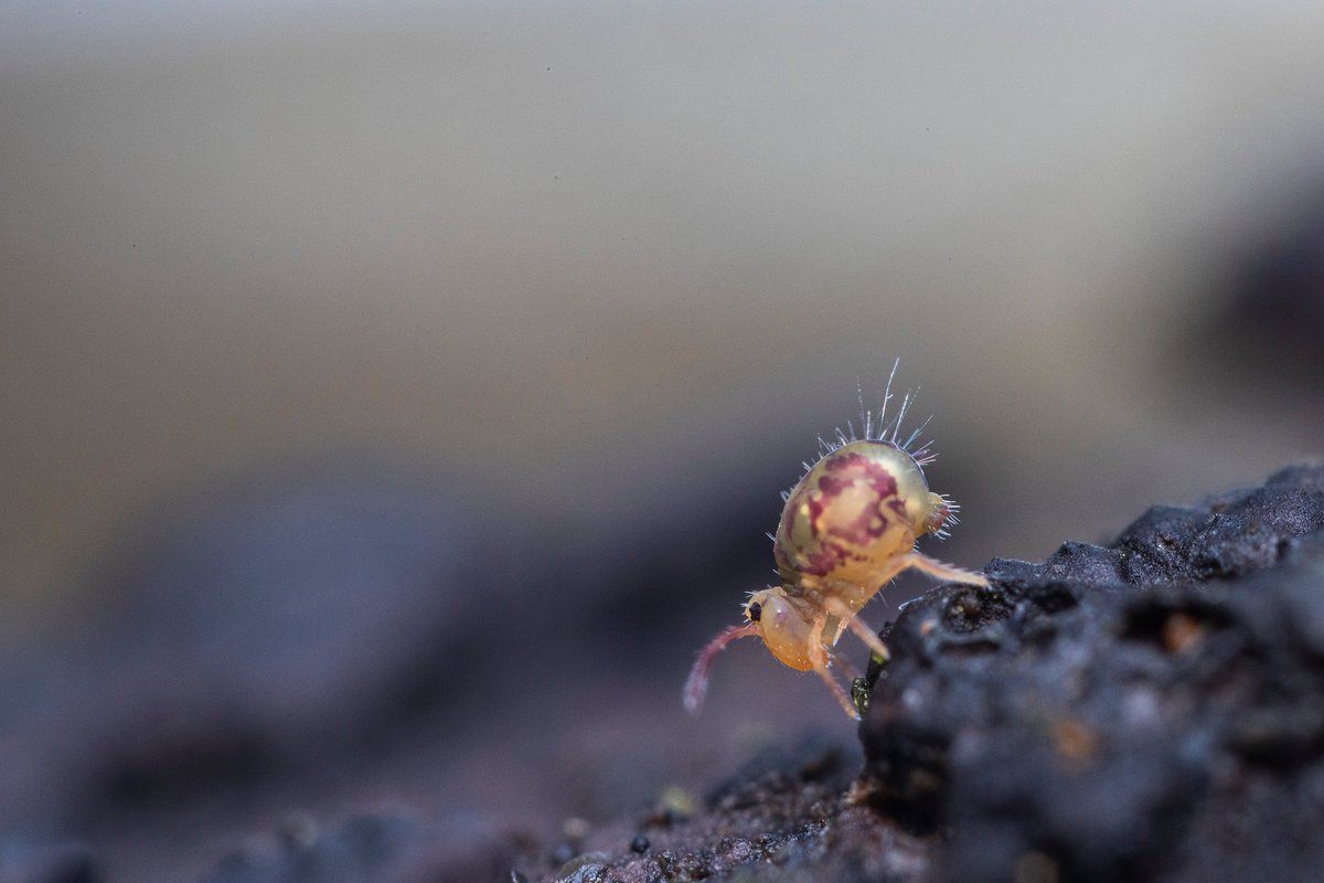 Virginia Cooperative Extension tweet media