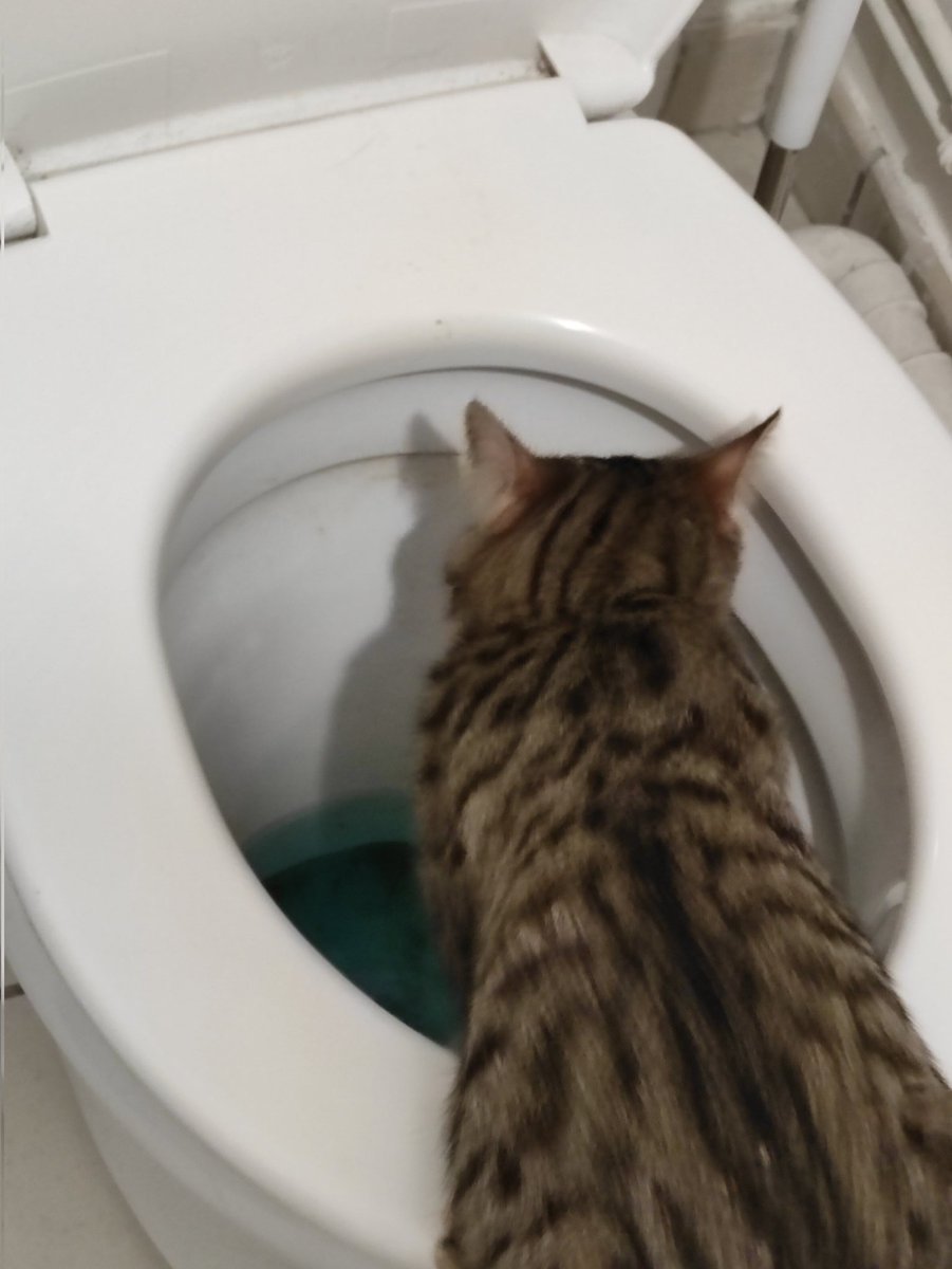 Ça fait 1 mois que notre petit bébou est avec nous du coup pour fêter ça il a bu l'eau des toilettes