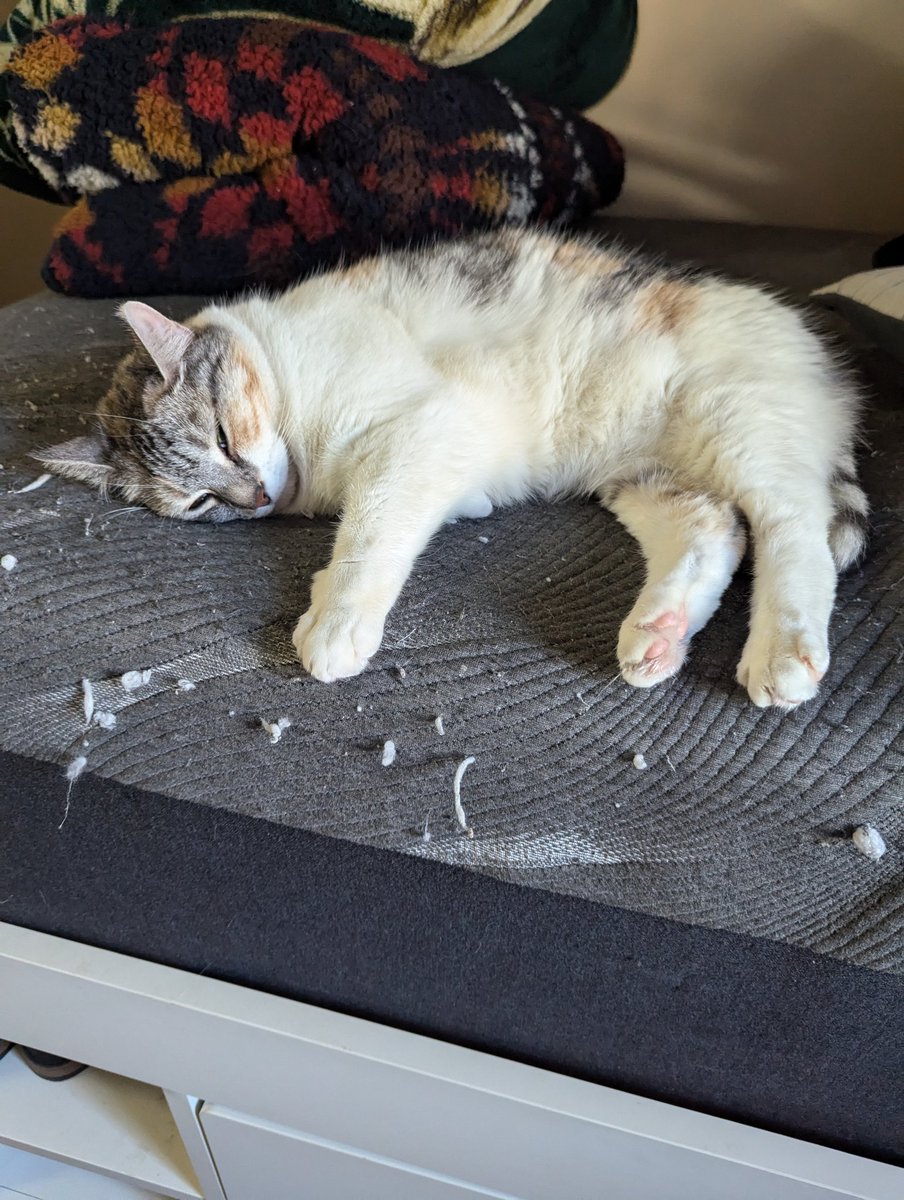 BaikenPlayer's tweet photo. Monday Nora post to start the week https://t.co/H4pf9F5PRk