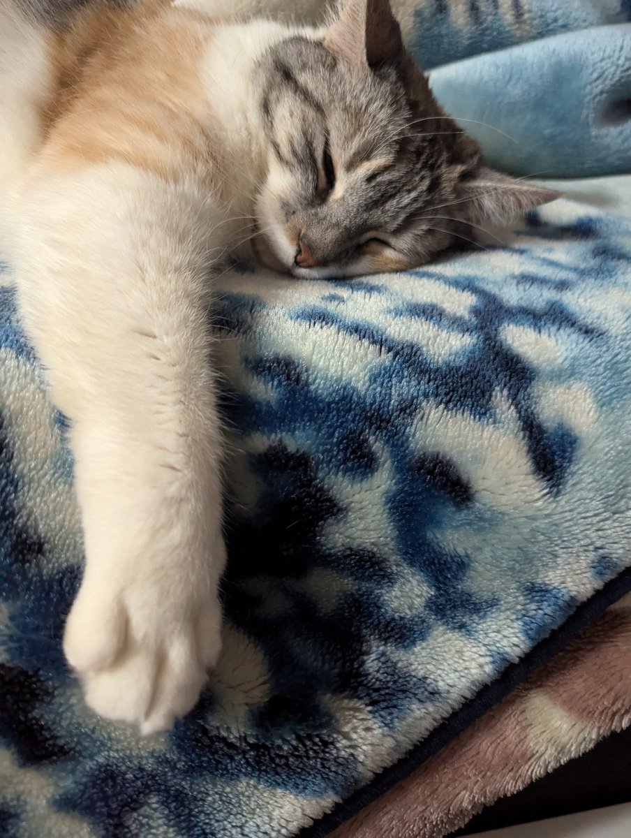 BaikenPlayer's tweet photo. Monday Nora post to start the week https://t.co/H4pf9F5PRk