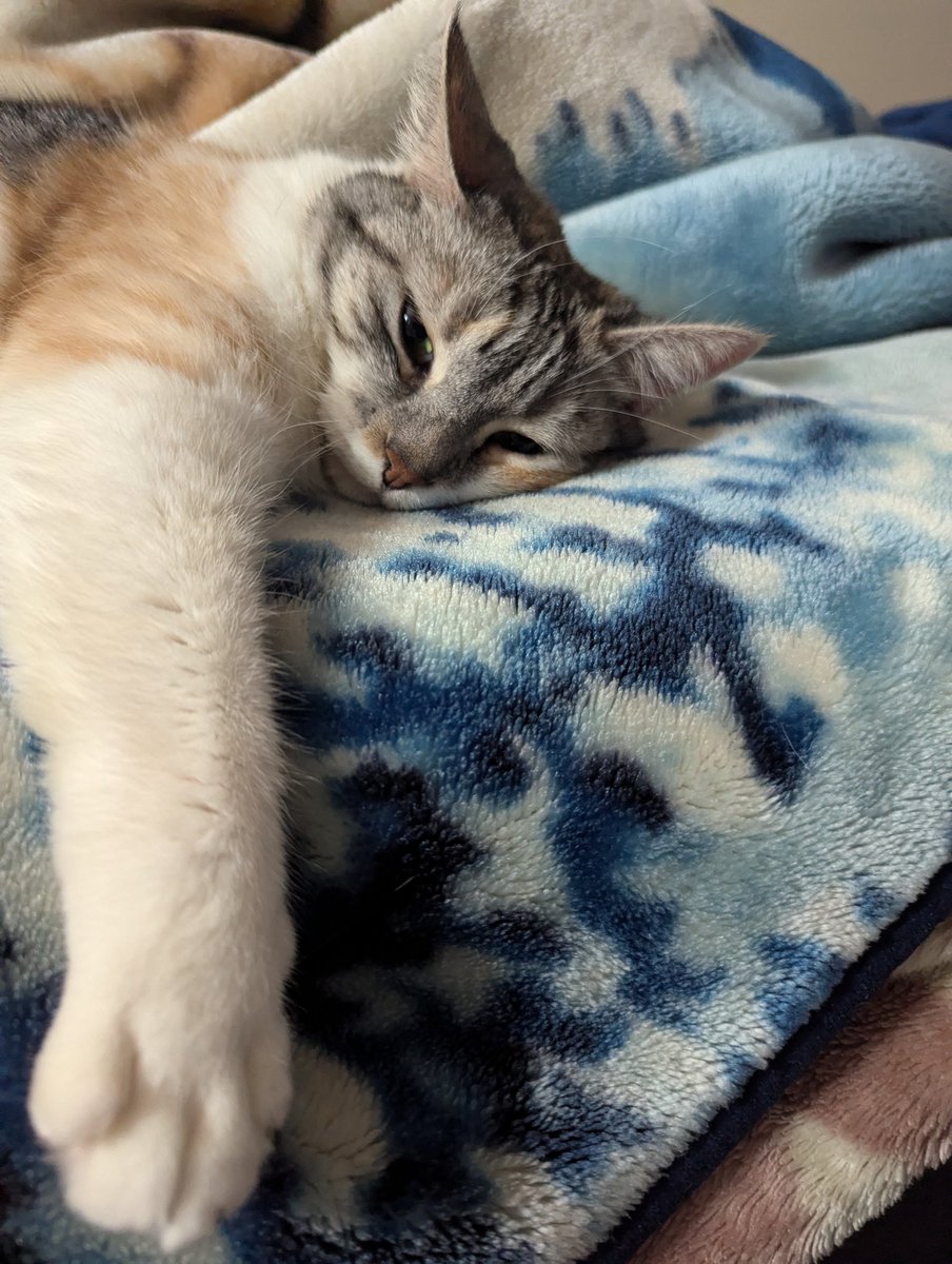 BaikenPlayer's tweet photo. Monday Nora post to start the week https://t.co/H4pf9F5PRk