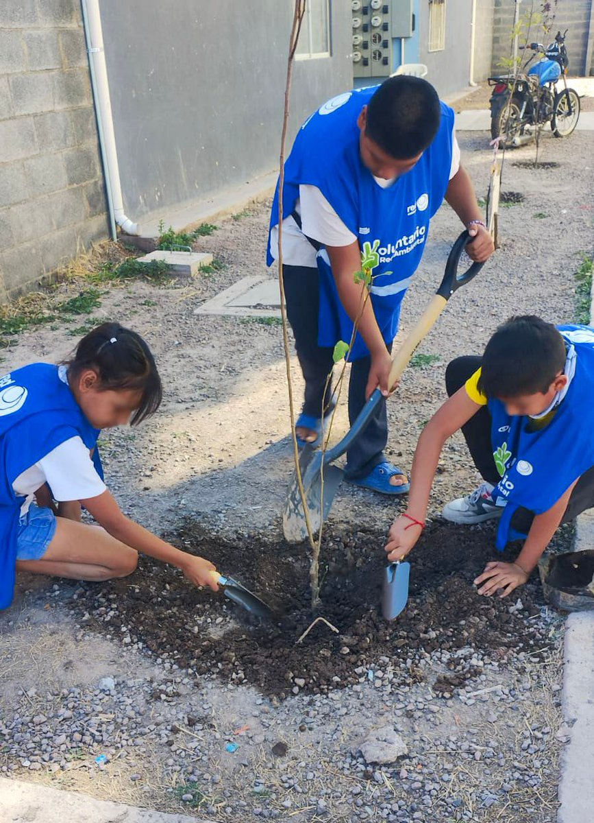 Vive_Dgo's tweet image. 🌱✨ ¡Hoy sembramos más que árboles, sembramos futuro!🌳❤️

Con gran entusiasmo, los más pequeños de la comunidad de Río Dorado se suman a las acciones de la estrategia VIVE en una jornada de reforestación. 

Gracias a Red ambiental por su contribución y disposición. @HectorVelaV