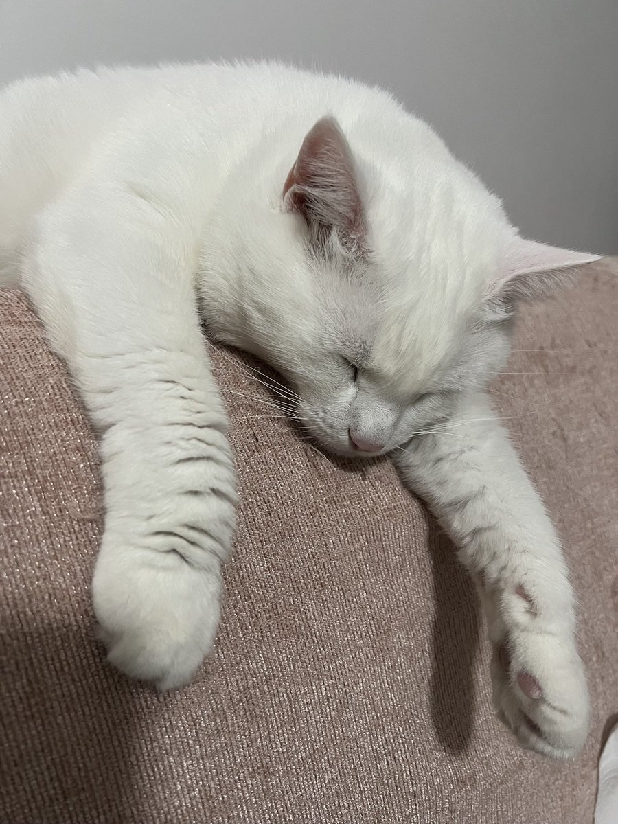 İyi geceler chpliler fenerliler