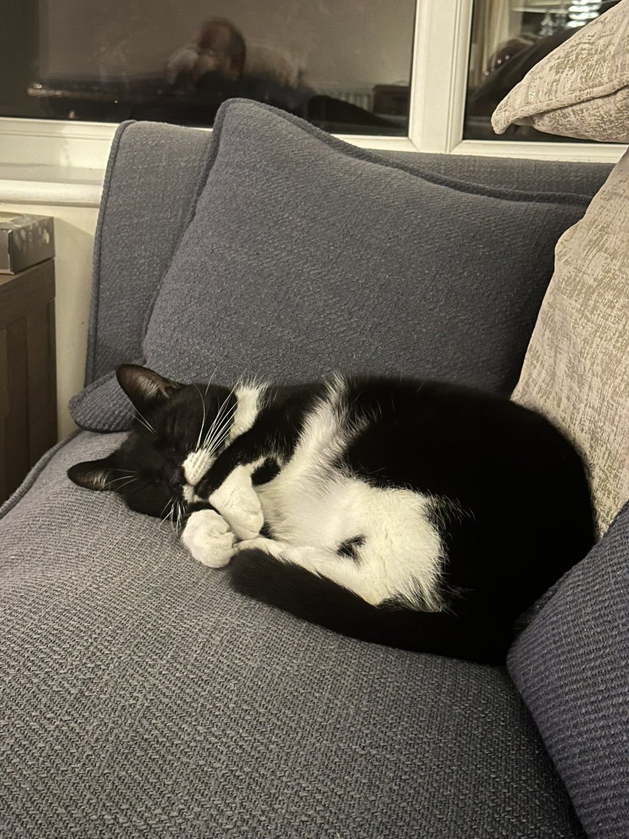 TimboHouston's tweet image. Someone’s being cute…..