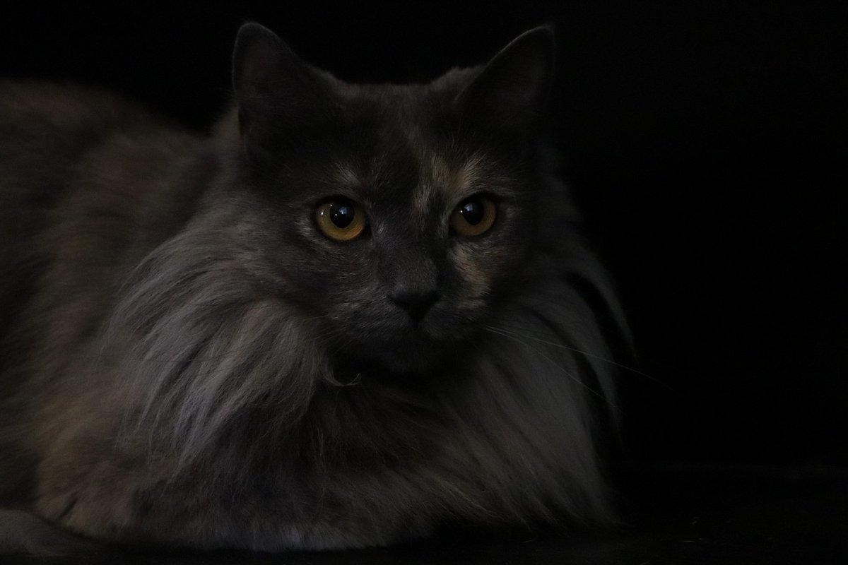 My animals are here to tell you, dont forget to self-care