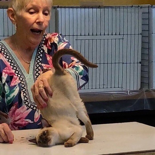 PunchingCat's tweet photo. mmm scratches https://t.co/ZghK5wCBTp