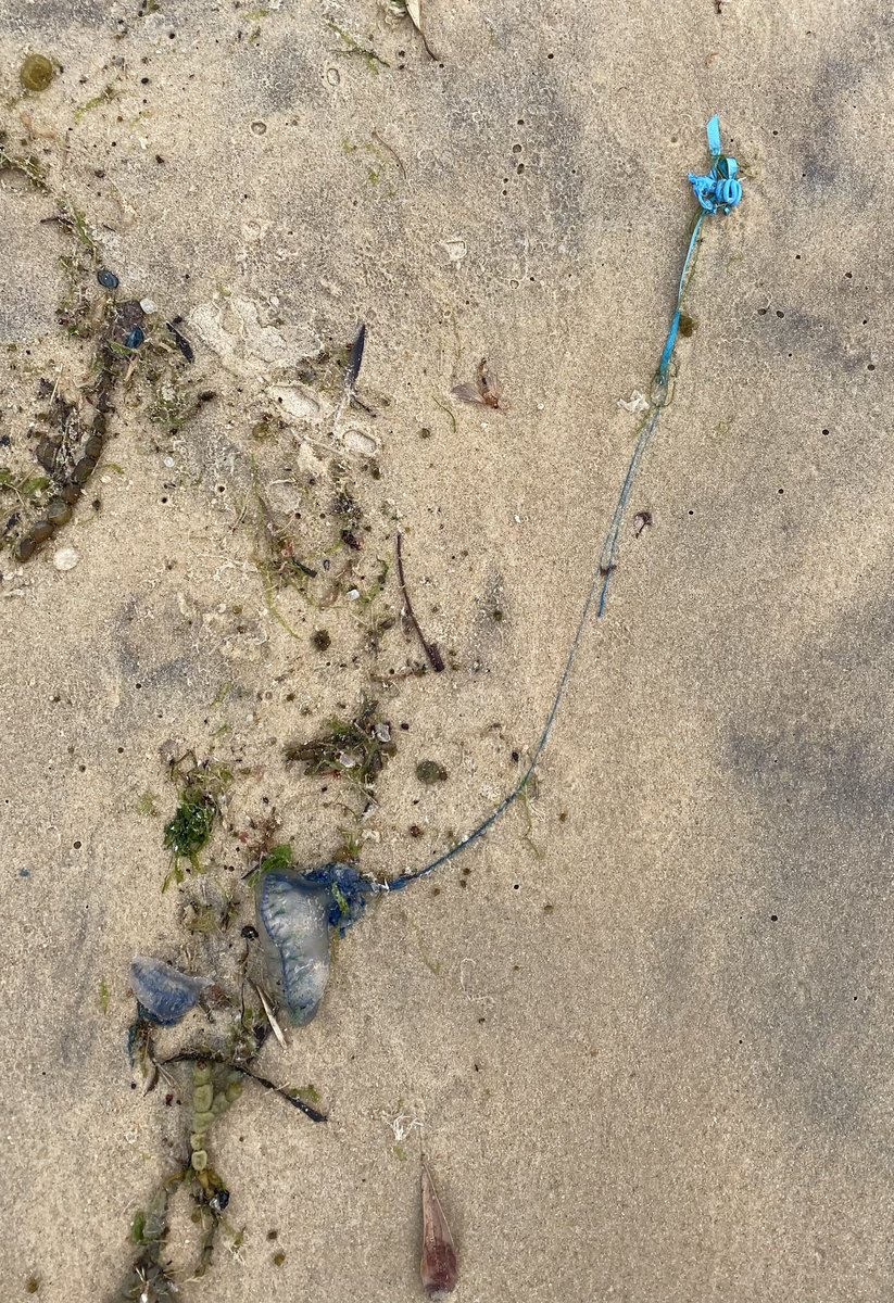 ncushing12's tweet image. Anthropo-seen beach blues.