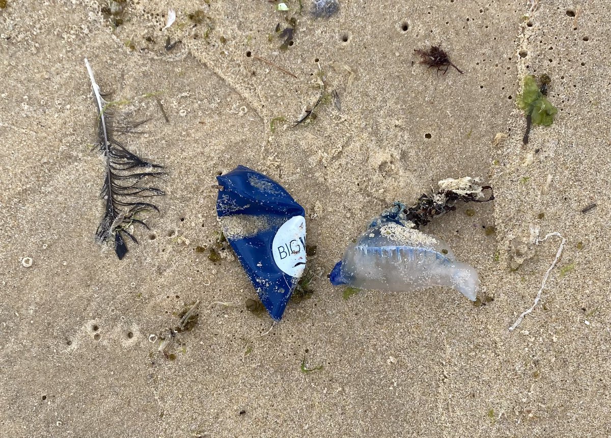 ncushing12's tweet image. Anthropo-seen beach blues.