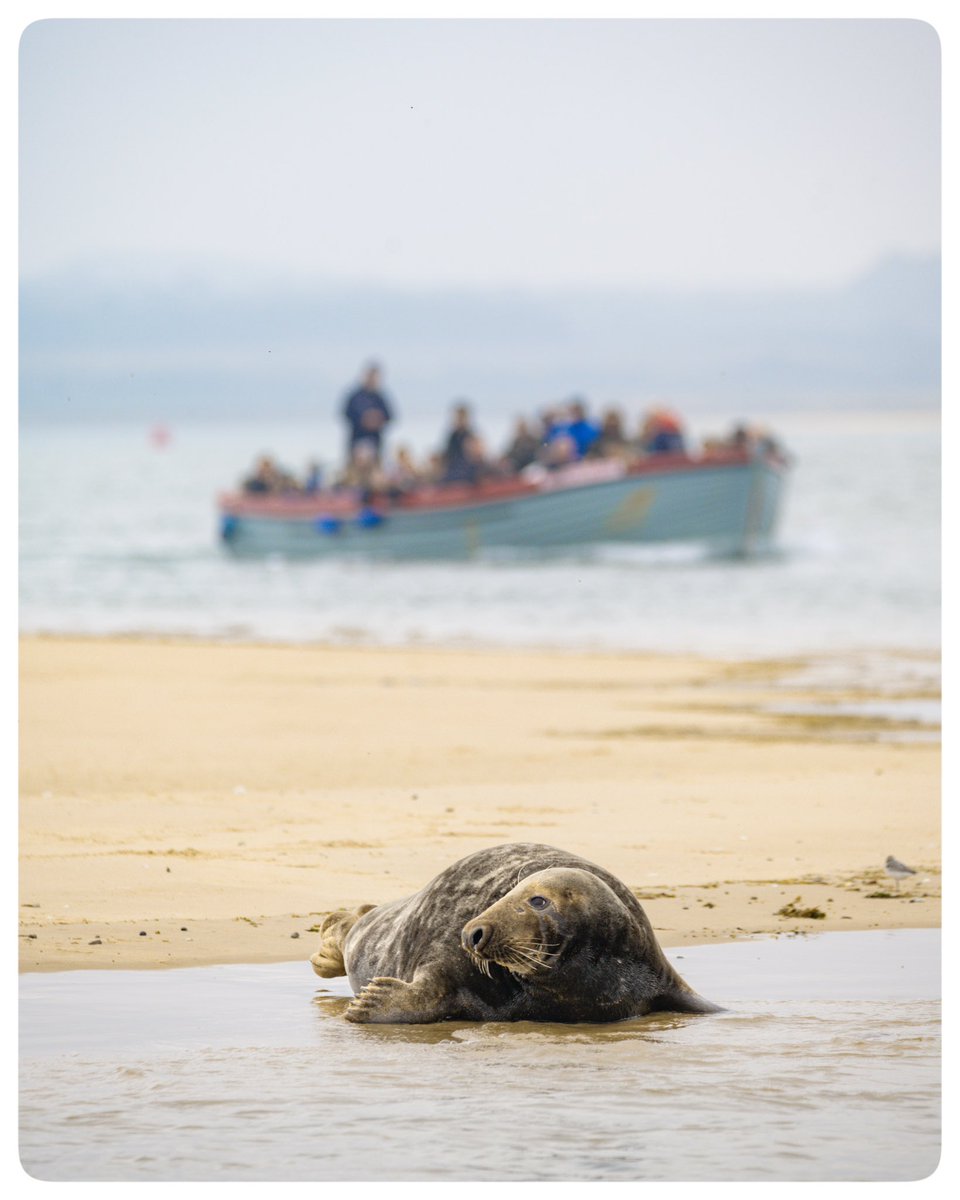 london_wombling's tweet photo. ๐ Norfolk Seal trip
๐๏ธ Oct 2024
#timeoutlondon #picoftheday #travelblogger #travelphotography #lovewimbledon #lovelondon #Norfolk #NorfolkCoast #WellsNextTheSea #BeansSealTrips #BeansBoats
#GreySeal #BlakeneyPoint #MorstonQuay #WildlifePhotography #SealPhotography https://t.co/Xe7AL3Da28
