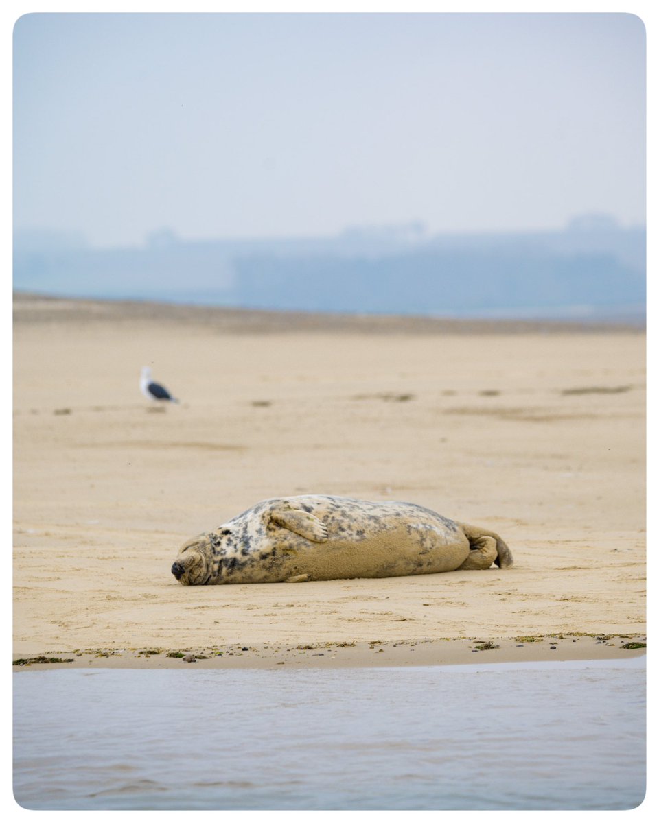london_wombling's tweet photo. ๐ Norfolk Seal trip
๐๏ธ Oct 2024
#timeoutlondon #picoftheday #travelblogger #travelphotography #lovewimbledon #lovelondon #Norfolk #NorfolkCoast #WellsNextTheSea #BeansSealTrips #BeansBoats
#GreySeal #BlakeneyPoint #MorstonQuay #WildlifePhotography #SealPhotography https://t.co/Xe7AL3Da28