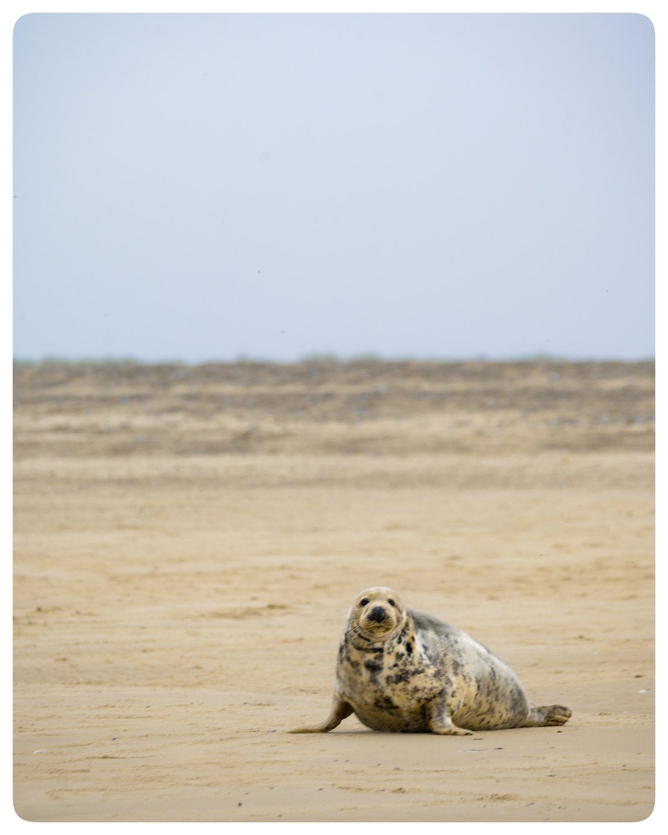 london_wombling's tweet photo. ๐ Norfolk Seal trip
๐๏ธ Oct 2024
#timeoutlondon #picoftheday #travelblogger #travelphotography #lovewimbledon #lovelondon #Norfolk #NorfolkCoast #WellsNextTheSea #BeansSealTrips #BeansBoats
#GreySeal #BlakeneyPoint #MorstonQuay #WildlifePhotography #SealPhotography https://t.co/Xe7AL3Da28