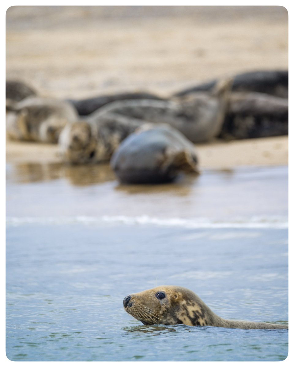 london_wombling's tweet photo. ๐ Norfolk Seal trip
๐๏ธ Oct 2024
#timeoutlondon #picoftheday #travelblogger #travelphotography #lovewimbledon #lovelondon #Norfolk #NorfolkCoast #WellsNextTheSea #BeansSealTrips #BeansBoats
#GreySeal #BlakeneyPoint #MorstonQuay #WildlifePhotography #SealPhotography https://t.co/Xe7AL3Da28