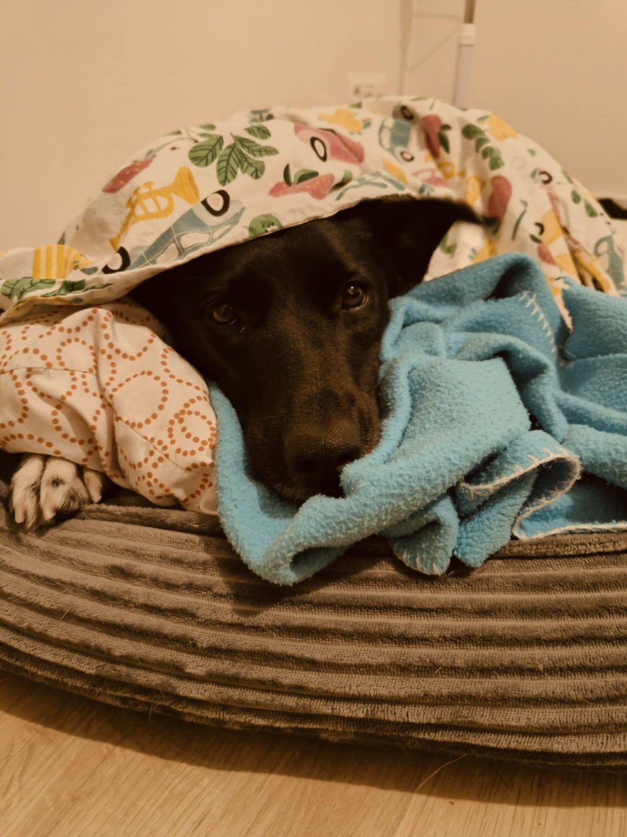 devildriver007's tweet image. Trixie for sleepy time #dog #blanky #sleep