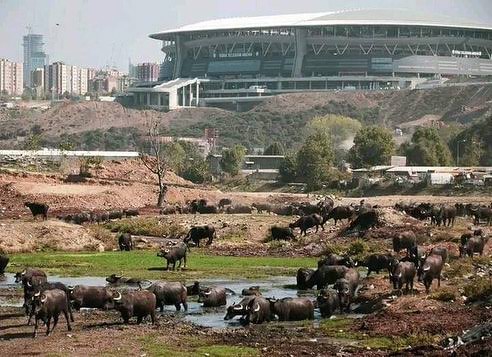 FerhtKarakose's tweet photo. MANDALARIN sulandığı Kağıthane deresi ne ara boğaz oldu? https://t.co/QEbYyD52dT
