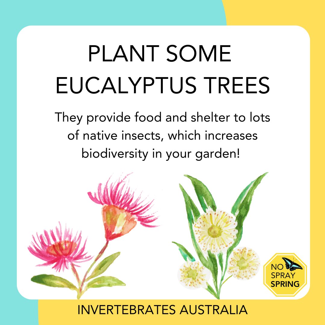 invertsau's tweet image. Eucalyptus trees provide food and shelter for countless native insects, from butterflies to beetles. Plant these iconic Australian natives to support local biodiversity in your garden 🐜 Donate to support #NoSpraySpring ow.ly/7tGa50TFiJP #Eucalyptus #NativeFlora #biodiverse
